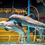 Performing-dolphins-taking-part-in-a-show-at-WSI-travelling-animal-show-c-Aaron-Gekoski